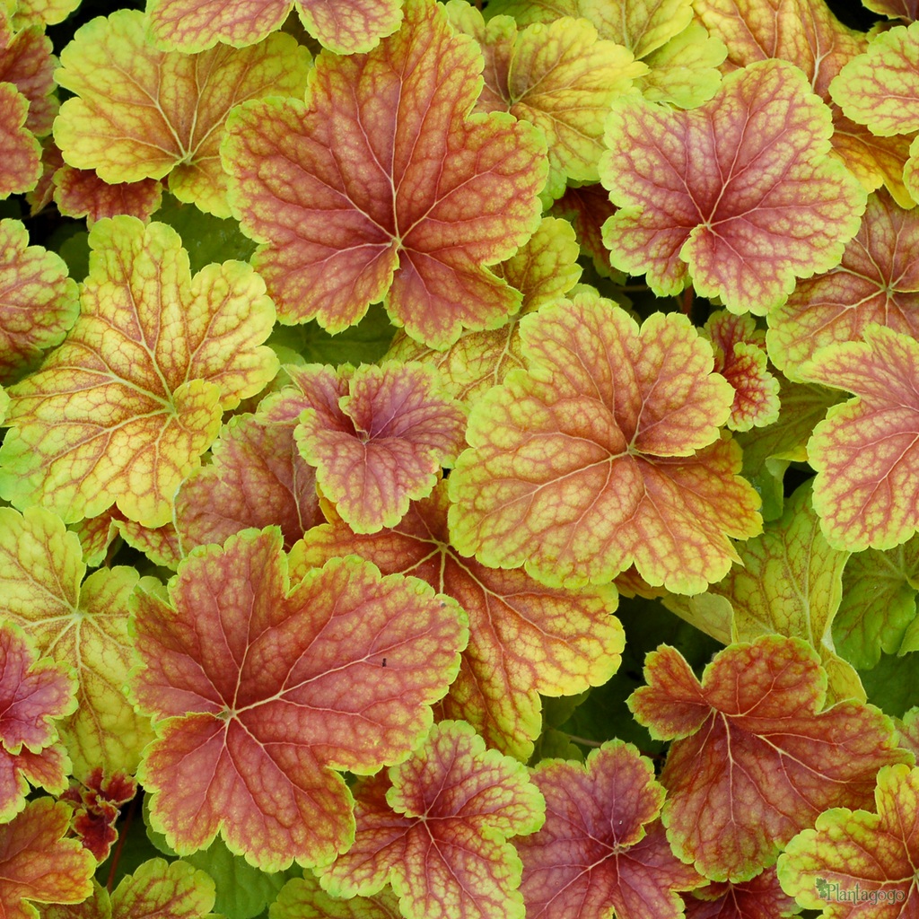 Heuchera 'Delta Dawn' from the Chelsea Gold Medal winning nursery